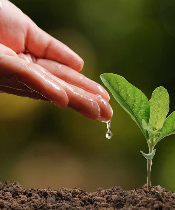 Choosing Plants for Water Conservation